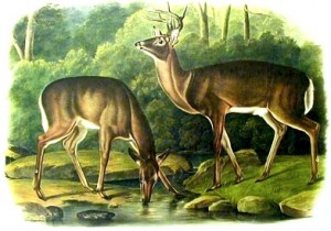 Virginia Deer, by John James Audubon